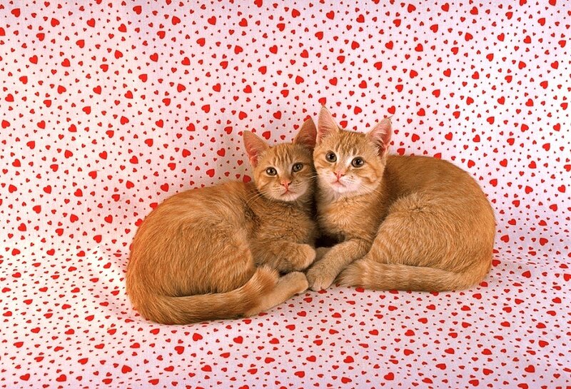 Two Orange Kittens — Calm, Photograph, Cats