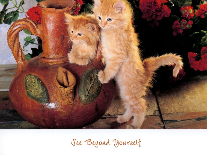 Two Orange Kittens — Calm, Photograph, Clay Jug