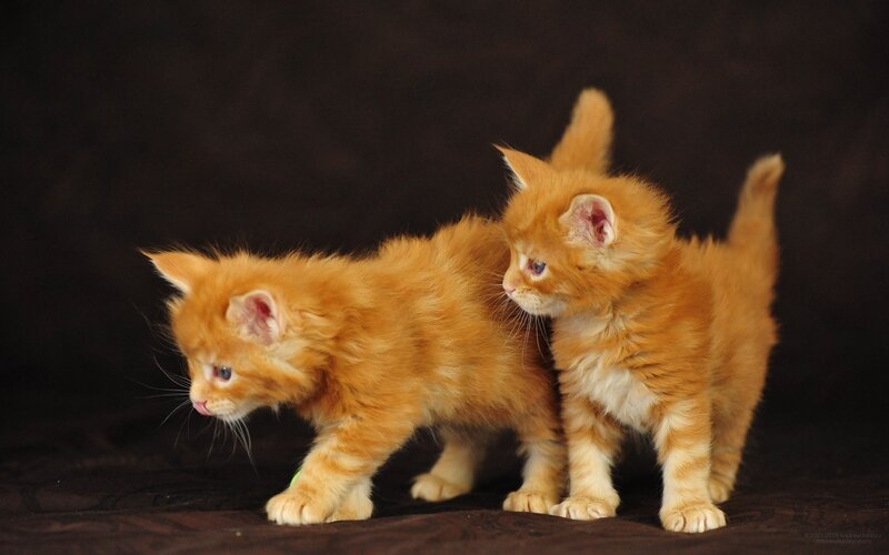 Two Orange Kittens — Calm, Photograph, Dark Background