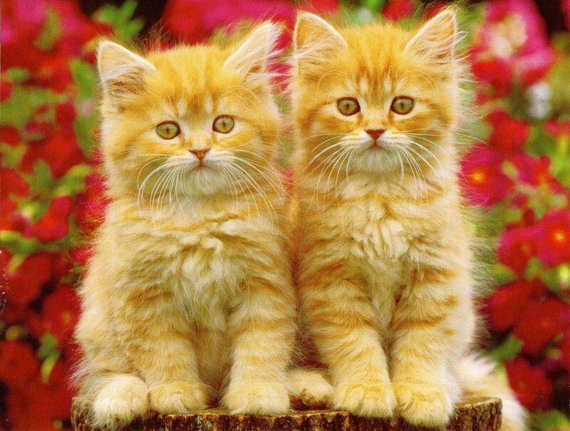 Two Orange Kittens — Calm, Photograph, Flowers, Stump