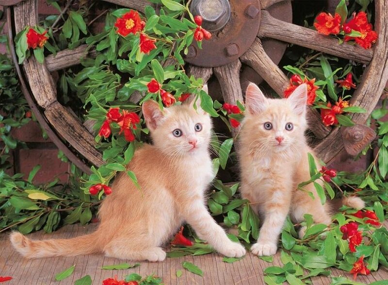 Two Orange Kittens — Calm, Photograph, Flowers
