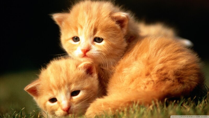 Two Orange Kittens — Calm, Photograph, Grass