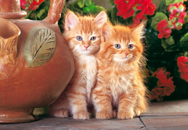 Two Orange Kittens — Calm, Photograph, Terracotta Pot