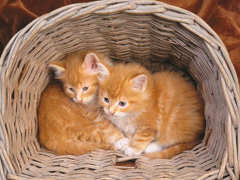 Two Orange Kittens — Calm, Photograph