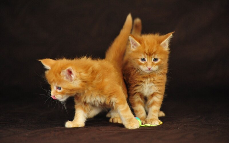 Two Orange Kittens — Calm, Photograph, Toy