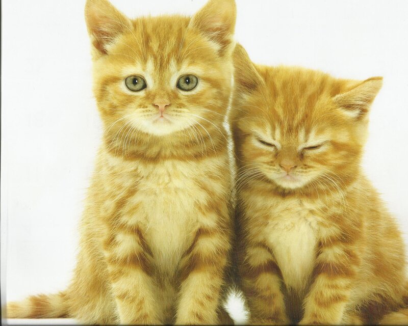 Two Orange Kittens — Calm, Photograph, White Background