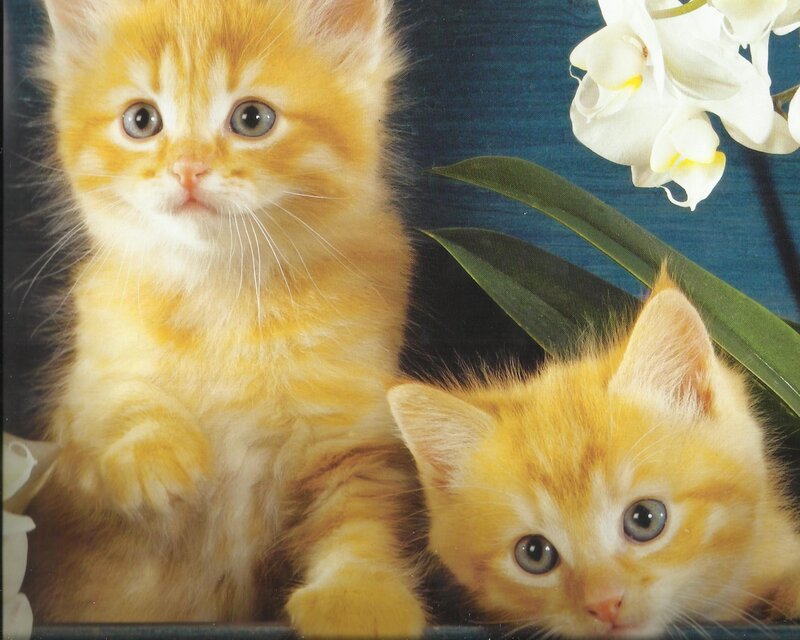 Two Orange Kittens — Calm, Photograph, White Flowers