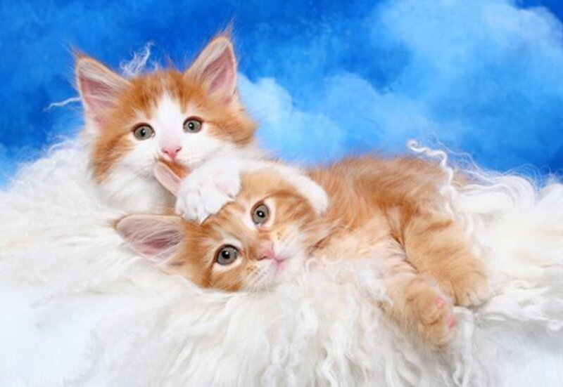 Two Orange Kittens — Calm, Photograph, White Fur