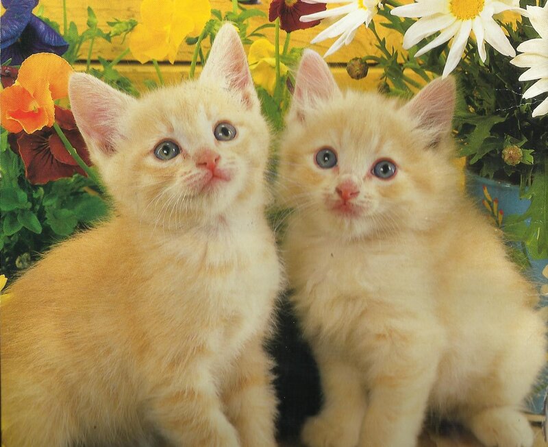 Two Orange Kittens — Calm, Spring, Photograph