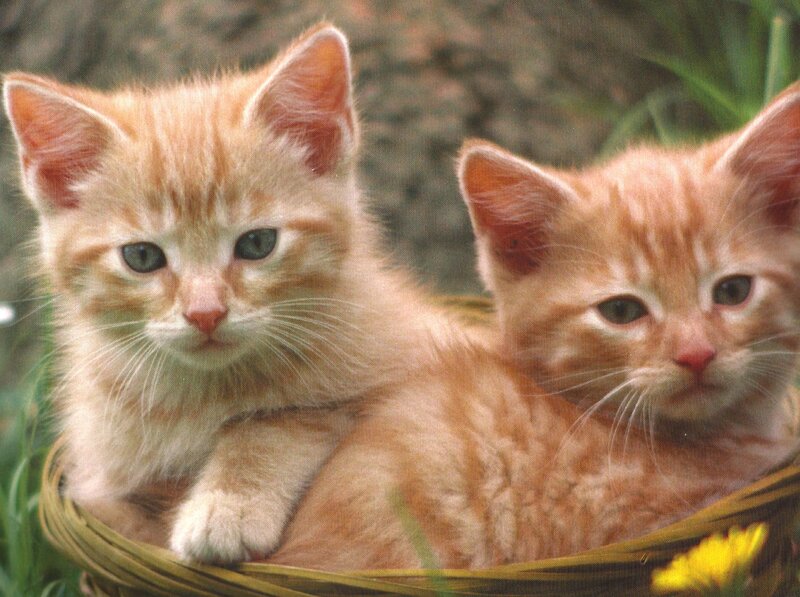 Two Orange Kittens — Calm, Spring
