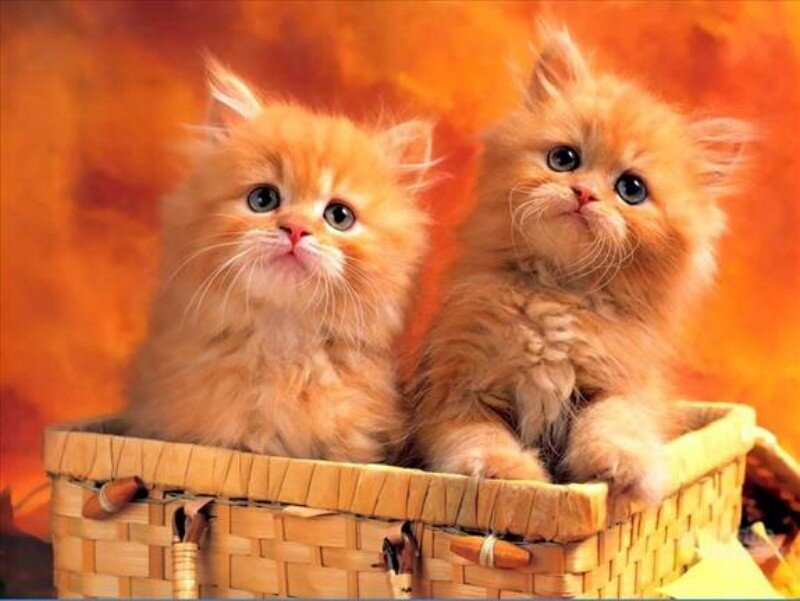 Two Orange Kittens — Calm