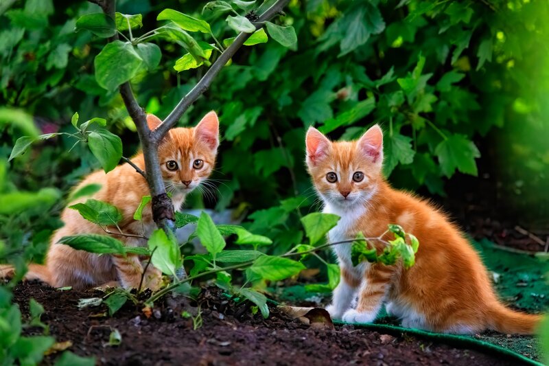 Two Orange Kittens — Curious, Afternoon
