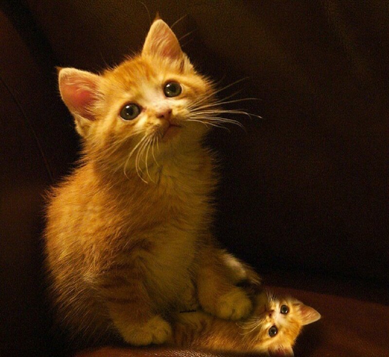 Two Orange Kittens — Curious, Night