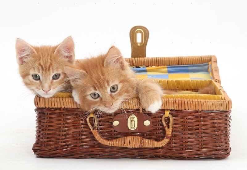 Two Orange Kittens — Curious, Photograph, Basket