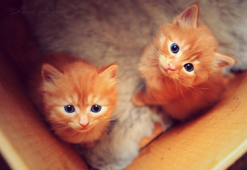 Two Orange Kittens — Curious, Photograph, Box