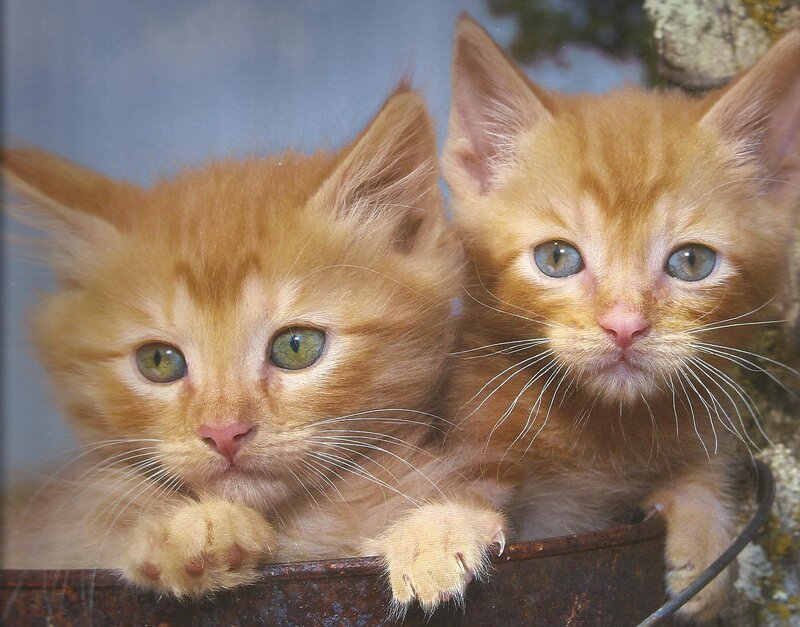 Two Orange Kittens — Curious, Photograph, Bucket