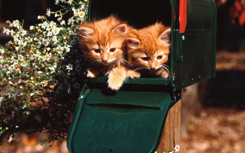 Two Orange Kittens — Curious