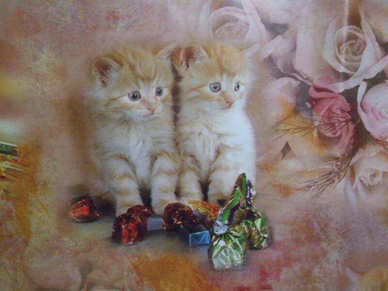 Two Orange Kittens — Cute