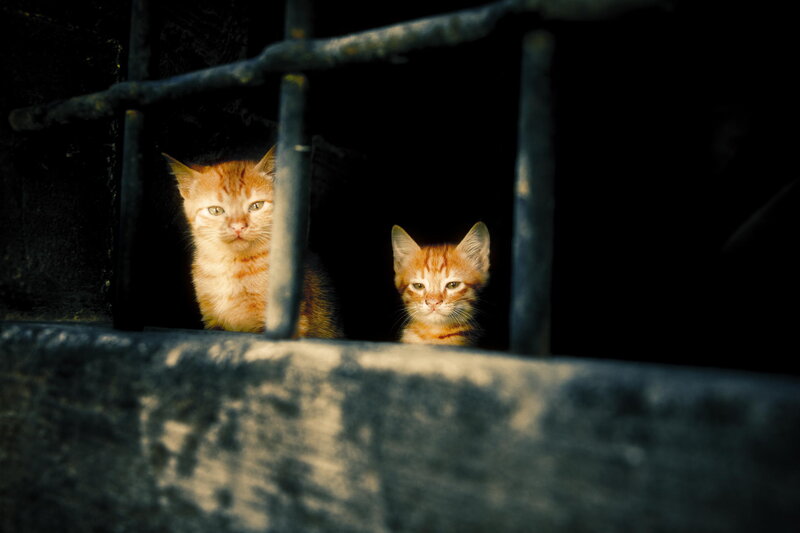 Two Orange Kittens — Dramatic
