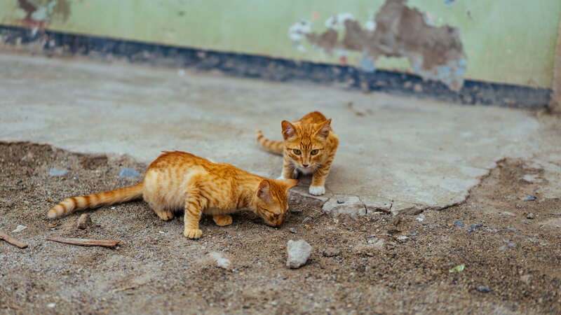 Two orange kittens exploring