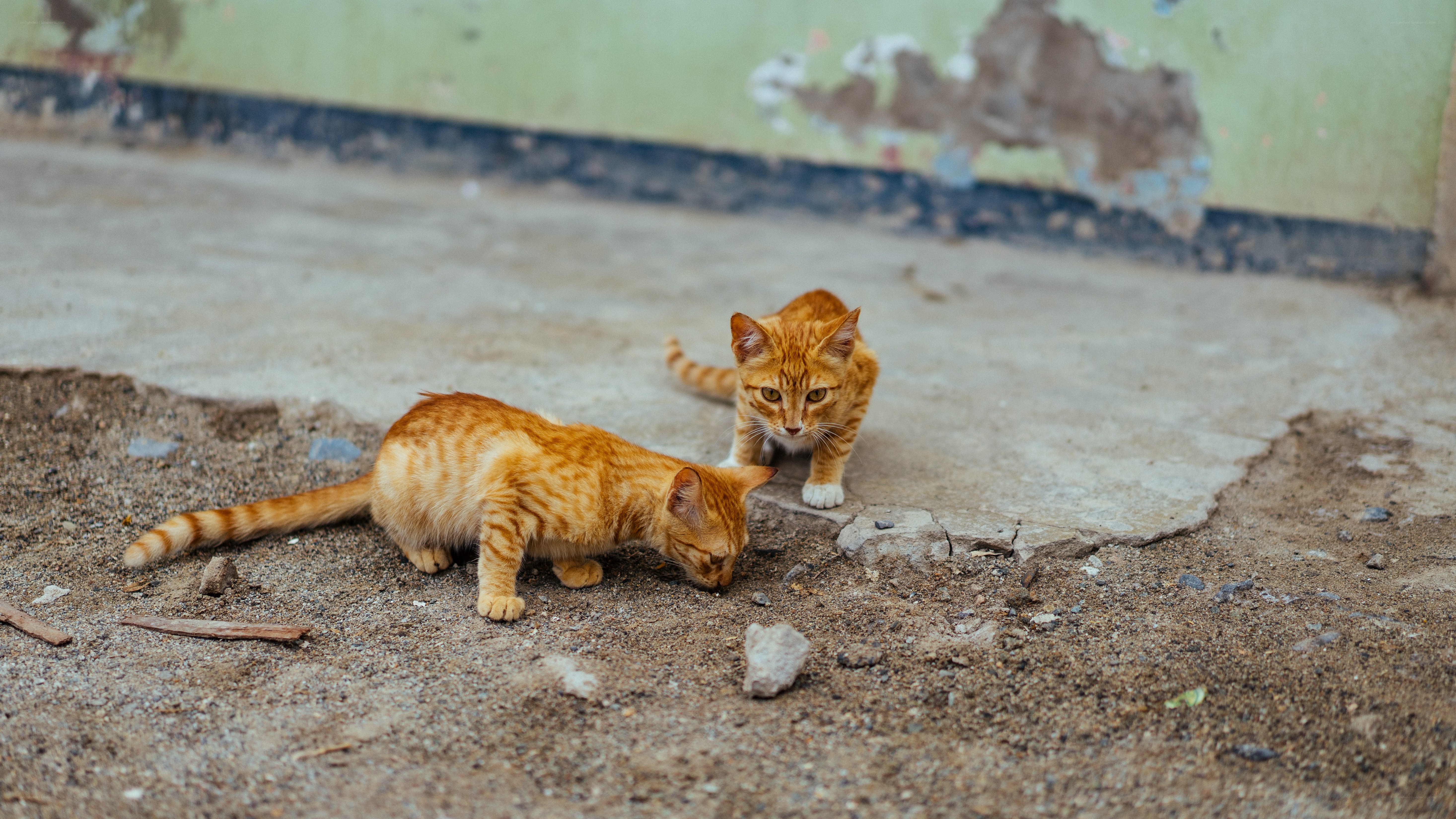 Two orange kittens exploring