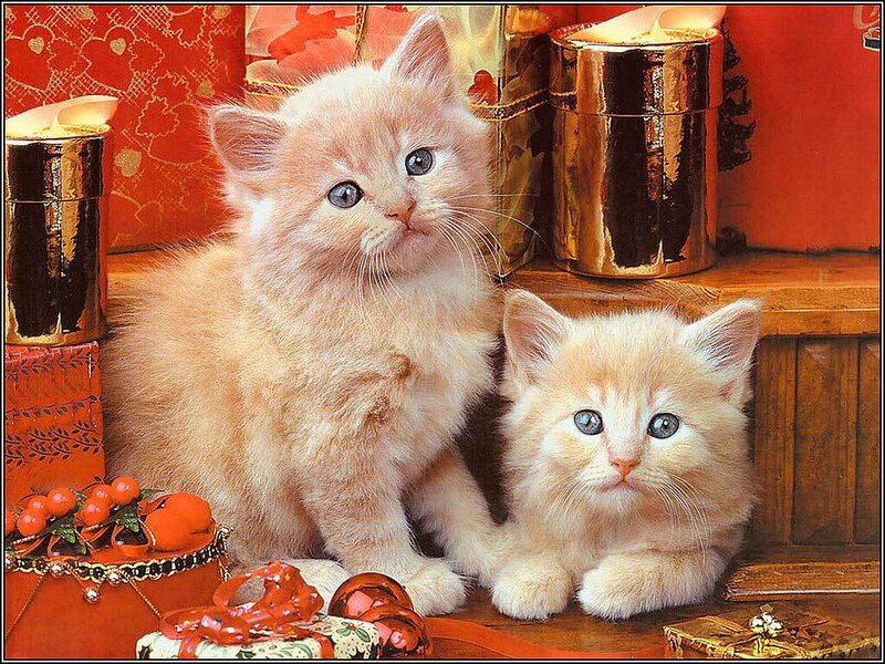 Two Orange Kittens — Festive