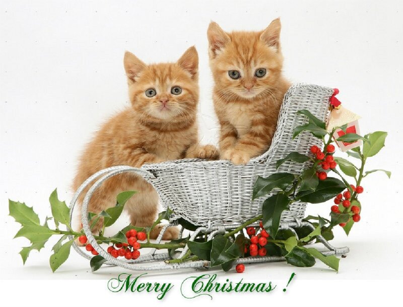 Two Orange Kittens — Festive, Winter