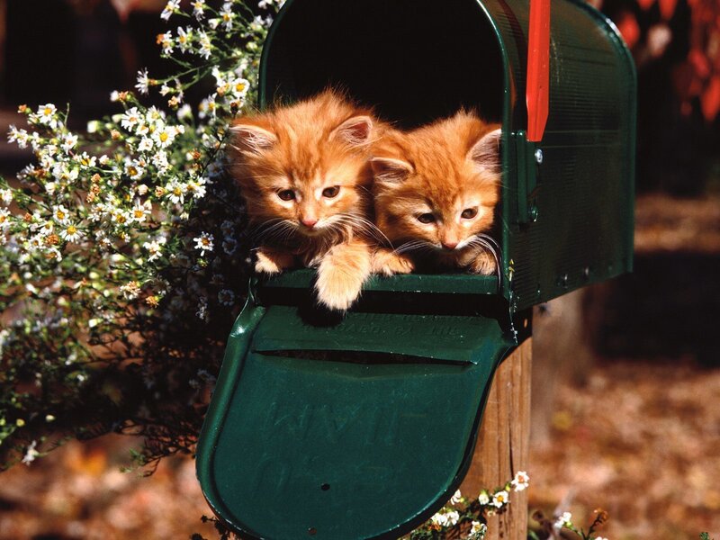Two Orange Kittens — Green, Calm, Afternoon, Photograph