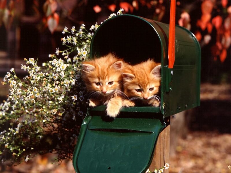 Two Orange Kittens — Green, Calm, Autumn