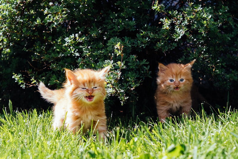 Two Orange Kittens — Green, Playful
