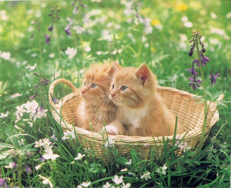 Two Orange Kittens — Green, Serene