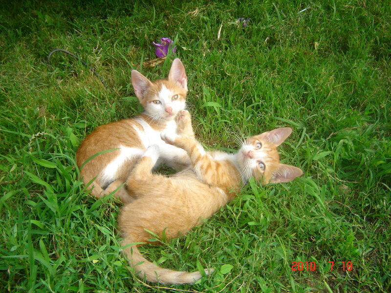 Two Orange Kittens — Green