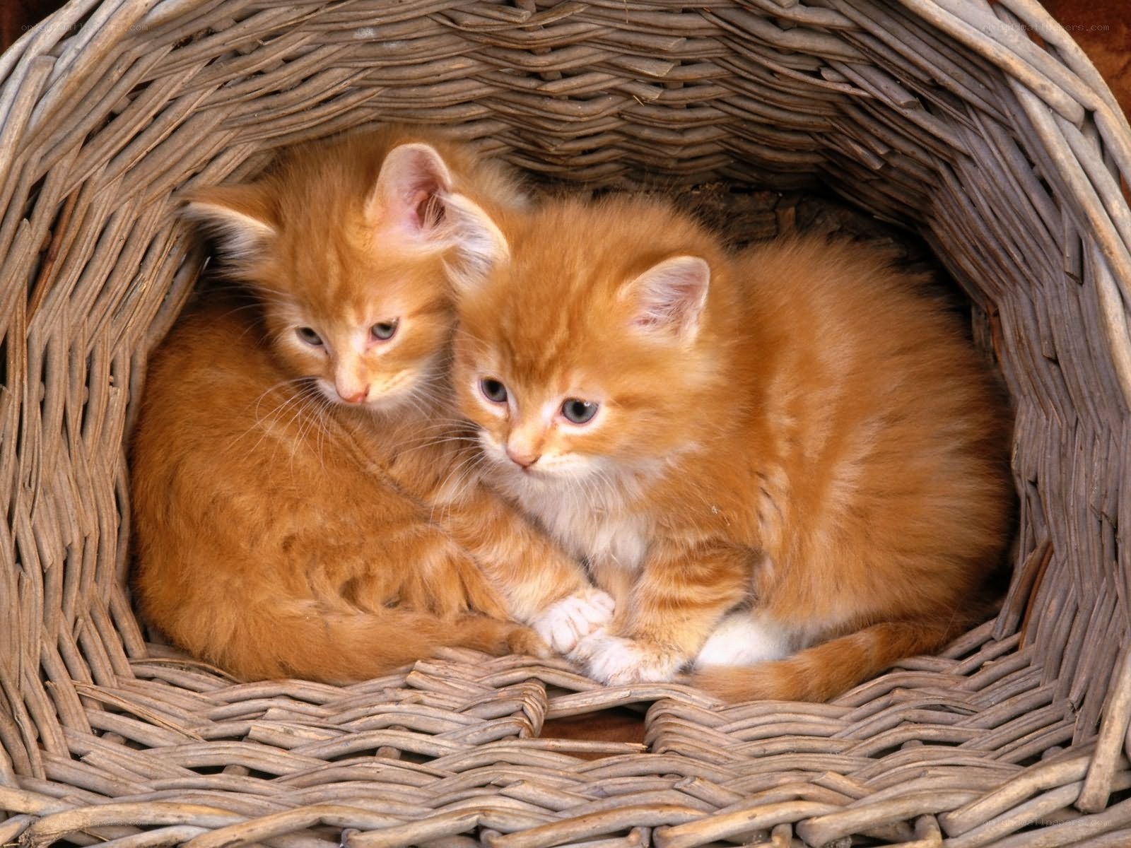 Two orange kittens in a basket