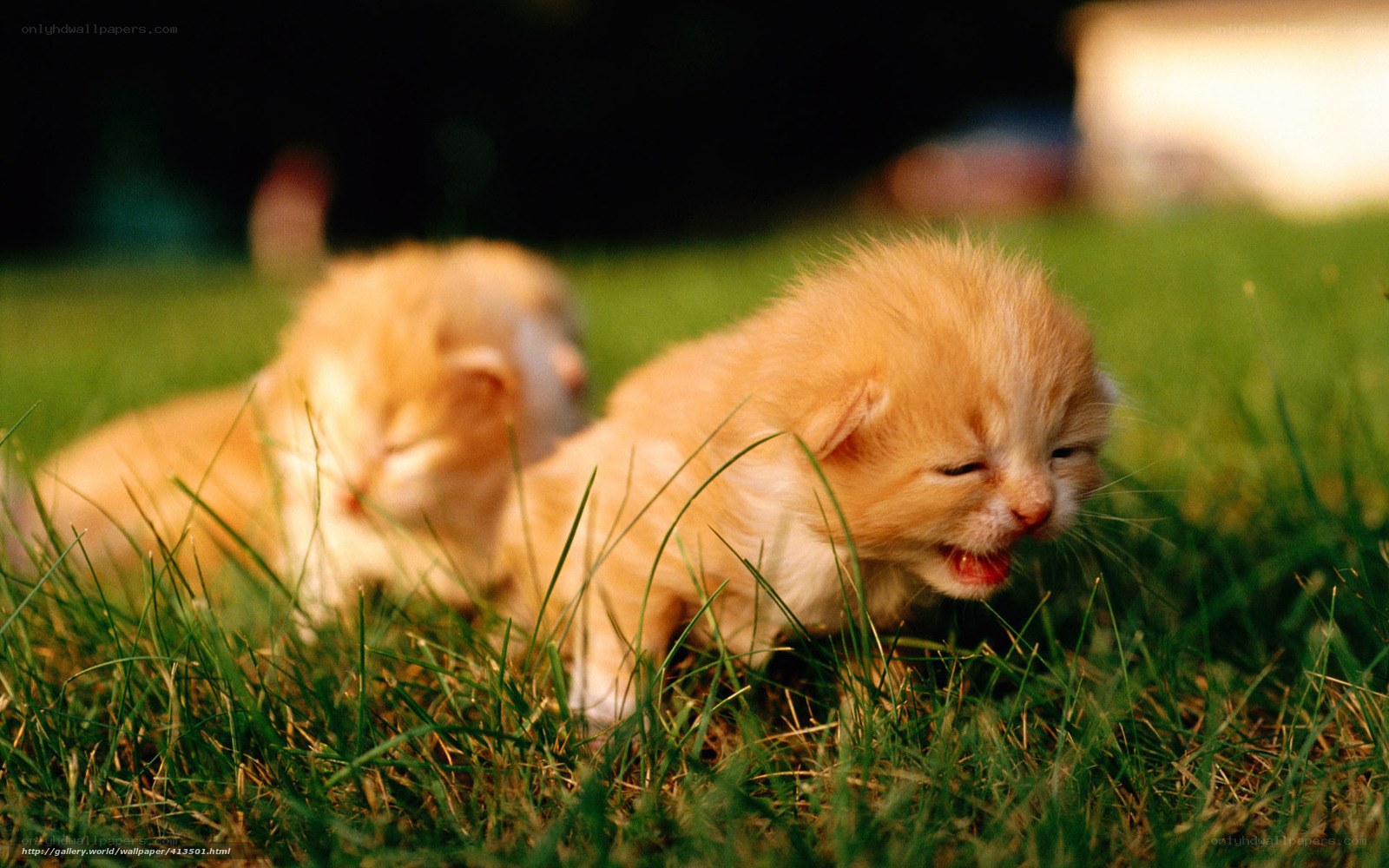 Two orange kittens in grass