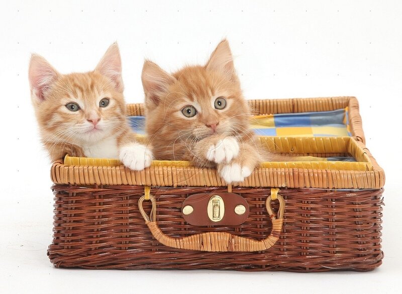 Two Orange Kittens — Innocent, Photograph, Basket, Suitcase