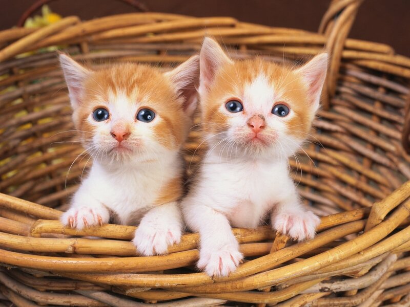 Two Orange Kittens — Innocent, Photograph, Basket