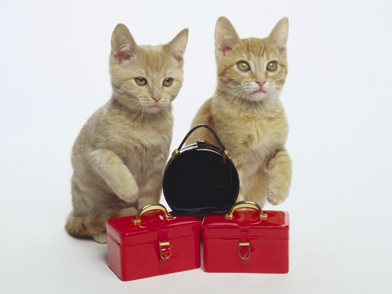 Two Orange Kittens — Innocent, Photograph, Suitcases