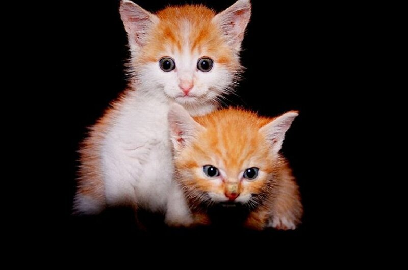 Two Orange Kittens — Innocent, Photograph