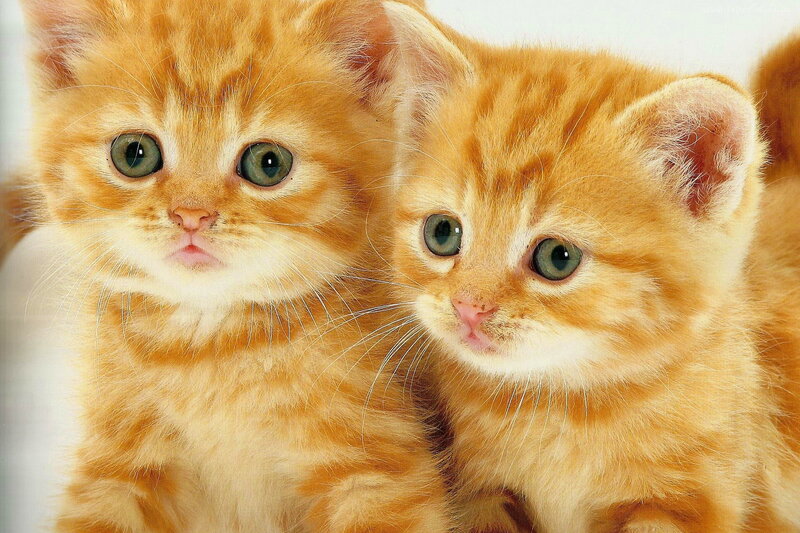Two Orange Kittens — Innocent, Photograph, Whiskers
