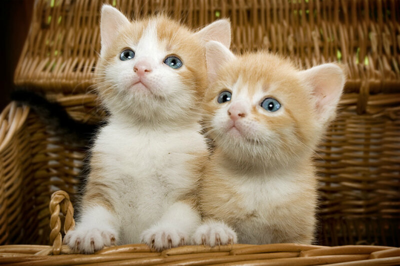 Two Orange Kittens — Innocent