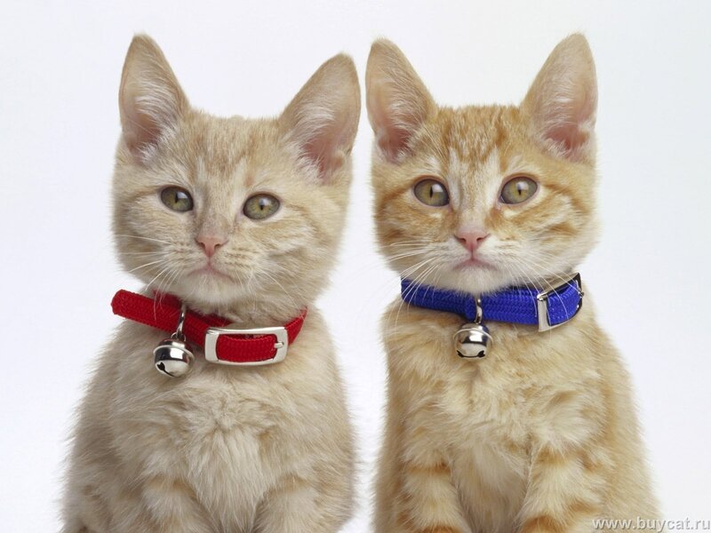 Two Orange Kittens — Neutral, Photograph