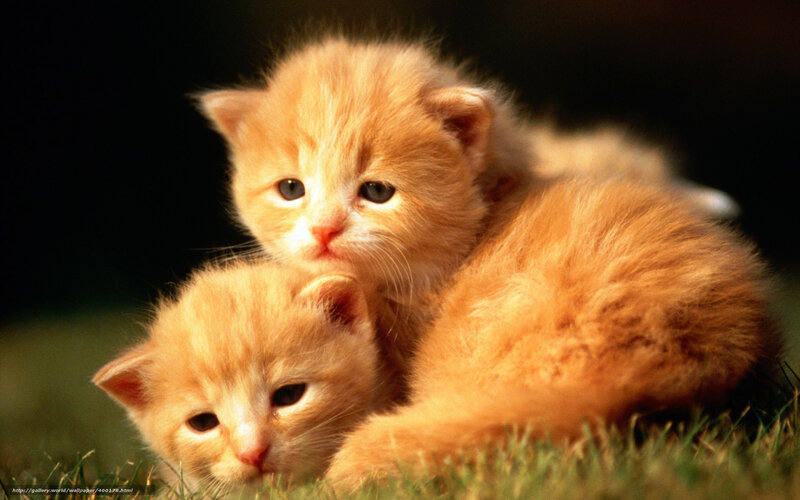Two orange kittens on grass