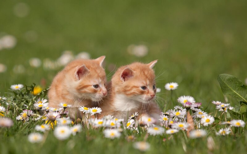 Two Orange Kittens — Peaceful, Afternoon