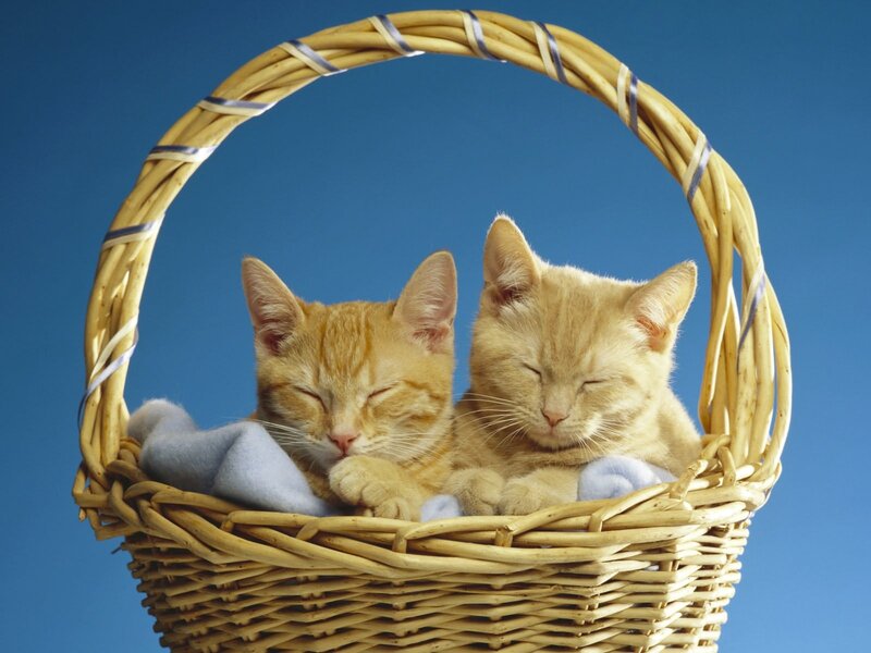 Two Orange Kittens — Peaceful, Photograph, Basket