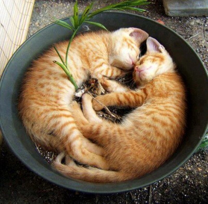 Two Orange Kittens — Peaceful, Photograph