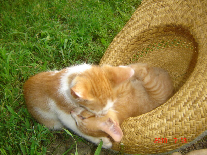 Two Orange Kittens — Peaceful, Summer