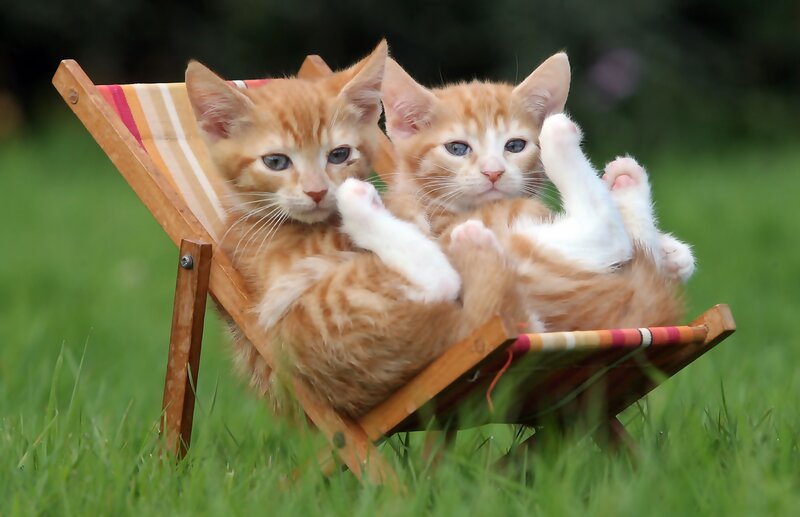 Two Orange Kittens — Playful, Afternoon, Photograph, Deck Chair