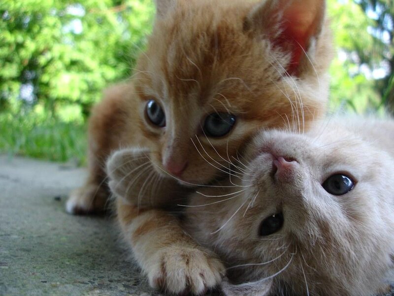 Two Orange Kittens — Playful, Afternoon, Photograph, Grass