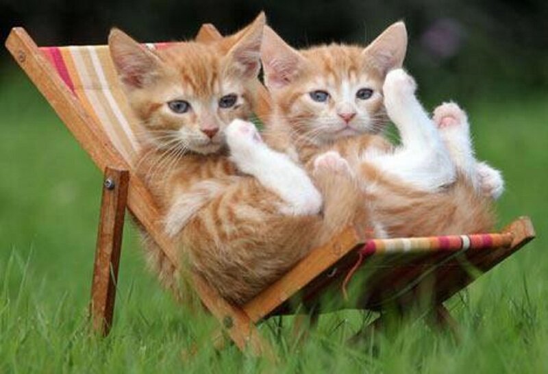 Two Orange Kittens — Playful, Afternoon, Photograph