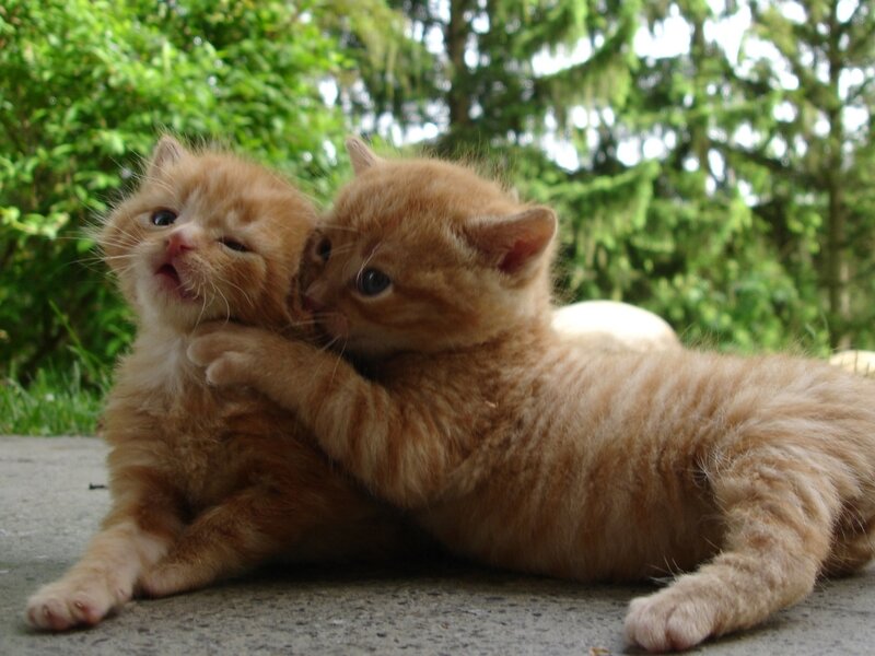 Two Orange Kittens — Playful, Afternoon